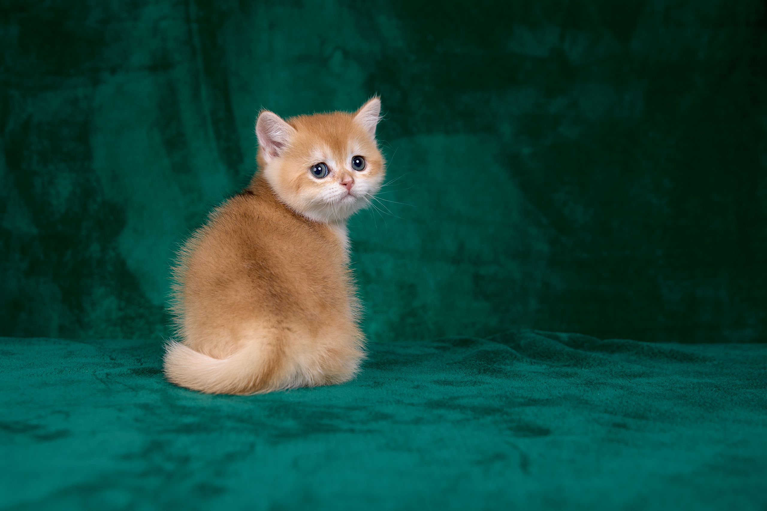 Фото котят